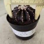 GYMNOCALYCIUM Friedrichii LB 2178 "Purple" - Nº 381 – vaso 09