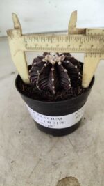 GYMNOCALYCIUM Friedrichii LB 2178 "Purple" - Nº 381 – vaso 09