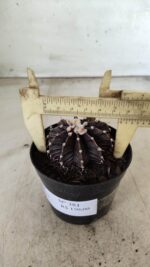 GYMNOCALYCIUM Friedrichii LB 2178 "Purple" - Nº 381 – vaso 09 - Imagem 7