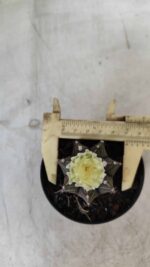 Gymnocalycium Mihanovichii “Purple” Nº 394 – vaso 09 - Imagem 5