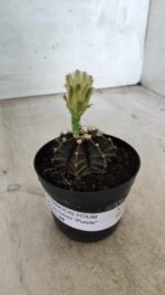 Gymnocalycium Mihanovichii “Purple” Nº 394 – vaso 09 - Imagem 11