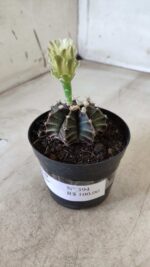 Gymnocalycium Mihanovichii “Purple” Nº 394 – vaso 09 - Imagem 10