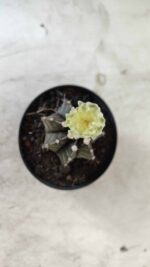 Gymnocalycium Mihanovichii “Purple” Nº 394 – vaso 09 - Imagem 3