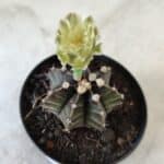 Gymnocalycium Mihanovichii “Purple” Nº 394 – vaso 09