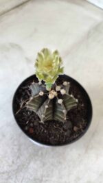 Gymnocalycium Mihanovichii “Purple” Nº 394 – vaso 09