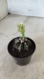 Gymnocalycium Mihanovichii “Purple” Nº 394 – vaso 09 - Imagem 9