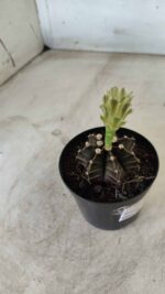 Gymnocalycium Mihanovichii “Purple” Nº 394 – vaso 09 - Imagem 7