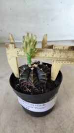 Gymnocalycium Mihanovichii “Purple” Nº 394 – vaso 09 - Imagem 4