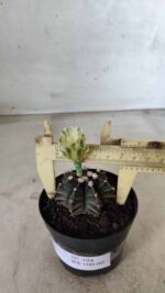 Gymnocalycium Mihanovichii “Purple” Nº 394 – vaso 09 - Imagem 8