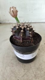Gymnocalycium Mihanovichii “Purple” Nº 400 – vaso 09 - Imagem 2