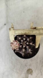 Gymnocalycium Mihanovichii “Purple” Nº 400 – vaso 09 - Imagem 5