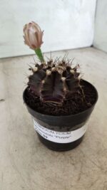 Gymnocalycium Mihanovichii “Purple” Nº 400 – vaso 09