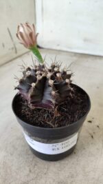 Gymnocalycium Mihanovichii “Purple” Nº 400 – vaso 09 - Imagem 10