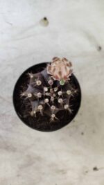 Gymnocalycium Mihanovichii “Purple” Nº 400 – vaso 09 - Imagem 3