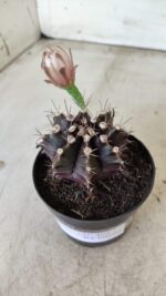 Gymnocalycium Mihanovichii “Purple” Nº 400 – vaso 09 - Imagem 9