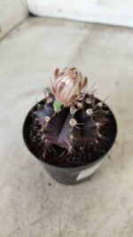 Gymnocalycium Mihanovichii “Purple” Nº 400 – vaso 09 - Imagem 8