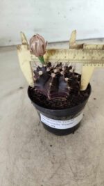 Gymnocalycium Mihanovichii “Purple” Nº 400 – vaso 09 - Imagem 4