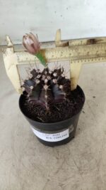 Gymnocalycium Mihanovichii “Purple” Nº 400 – vaso 09 - Imagem 7