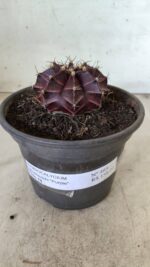 MATRIZ Gymnocalycium Mihanovichii “Purple” Nº 403 – vaso 15 - Imagem 2