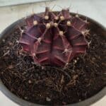MATRIZ Gymnocalycium Mihanovichii “Purple” Nº 403 – vaso 15
