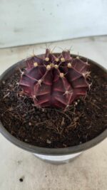 MATRIZ Gymnocalycium Mihanovichii “Purple” Nº 403 – vaso 15