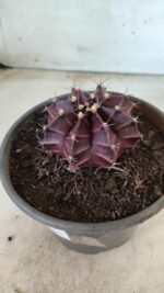 MATRIZ Gymnocalycium Mihanovichii “Purple” Nº 403 – vaso 15 - Imagem 7