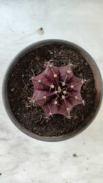 MATRIZ Gymnocalycium Mihanovichii “Purple” Nº 403 – vaso 15 - Imagem 5