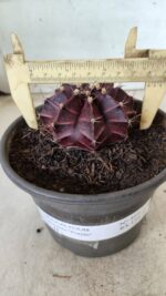 MATRIZ Gymnocalycium Mihanovichii “Purple” Nº 403 – vaso 15 - Imagem 4