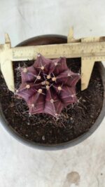 MATRIZ Gymnocalycium Mihanovichii “Purple” Nº 403 – vaso 15 - Imagem 3
