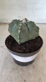 ASTROPHYTUM cv KIKKO "4 Quinas" Nº 661 – vaso 11 - Imagem 2