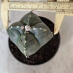 ASTROPHYTUM cv KIKKO "4 Quinas" Nº 661 – vaso 11