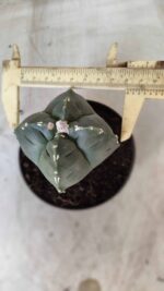 ASTROPHYTUM cv KIKKO "4 Quinas" Nº 661 – vaso 11