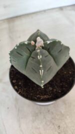ASTROPHYTUM cv KIKKO "4 Quinas" Nº 661 – vaso 11 - Imagem 3