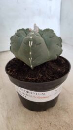 ASTROPHYTUM cv KIKKO "4 Quinas" Nº 661 – vaso 11 - Imagem 11