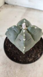 ASTROPHYTUM cv KIKKO "4 Quinas" Nº 661 – vaso 11 - Imagem 9