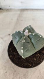 ASTROPHYTUM cv KIKKO "4 Quinas" Nº 661 – vaso 11 - Imagem 8