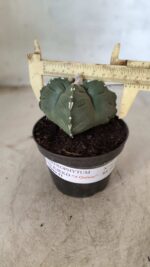ASTROPHYTUM cv KIKKO "4 Quinas" Nº 661 – vaso 11 - Imagem 4