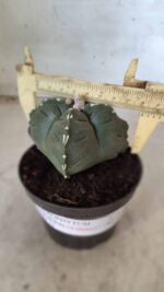 ASTROPHYTUM cv KIKKO "4 Quinas" Nº 661 – vaso 11 - Imagem 6