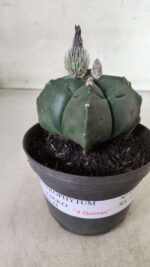 ASTROPHYTUM cv KIKKO "4 Quinas" Nº 697 – vaso 11 - Imagem 2