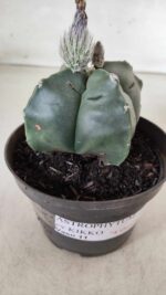 ASTROPHYTUM cv KIKKO "4 Quinas" Nº 697 – vaso 11 - Imagem 9