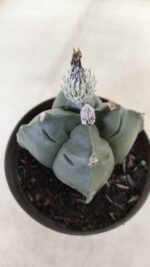 ASTROPHYTUM cv KIKKO "4 Quinas" Nº 697 – vaso 11 - Imagem 7