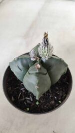 ASTROPHYTUM cv KIKKO "4 Quinas" Nº 697 – vaso 11 - Imagem 3