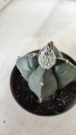 ASTROPHYTUM cv KIKKO "4 Quinas" Nº 697 – vaso 11 - Imagem 6