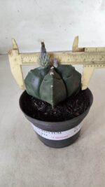 ASTROPHYTUM cv KIKKO "4 Quinas" Nº 697 – vaso 11 - Imagem 4