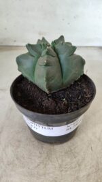 ASTROPHYTUM cv KIKKO Nº 690 – vaso 11 - Imagem 2
