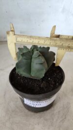 ASTROPHYTUM cv KIKKO Nº 690 – vaso 11 - Imagem 4