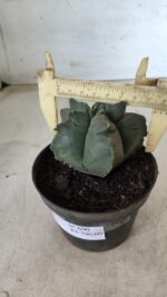 ASTROPHYTUM cv KIKKO Nº 690 – vaso 11 - Imagem 7
