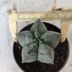 ASTROPHYTUM cv KIKKO Nº 690 – vaso 11