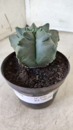 ASTROPHYTUM cv KIKKO Nº 690 – vaso 11 - Imagem 13