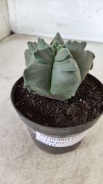 ASTROPHYTUM cv KIKKO Nº 690 – vaso 11 - Imagem 12
